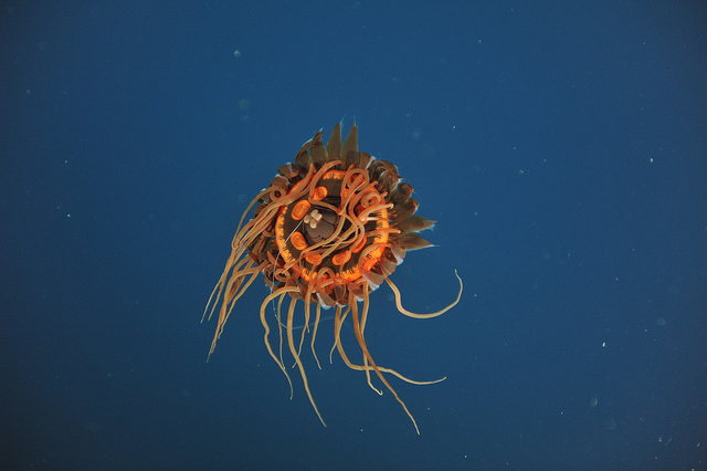NEPTUNE Jellyfish