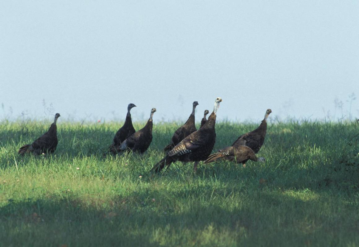 GPS Backpacks Could Help Reverse Wild Turkey Decline in North America ...