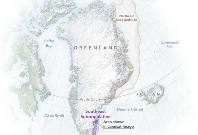 Subpopulation of Greenland Polar Bears Found by NASA-Funded Study