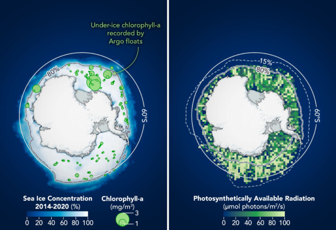 Phytoplankton May Be Abundant Under Antarctic Sea Ice