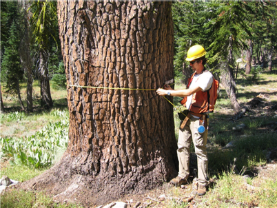 Tree Circumferance