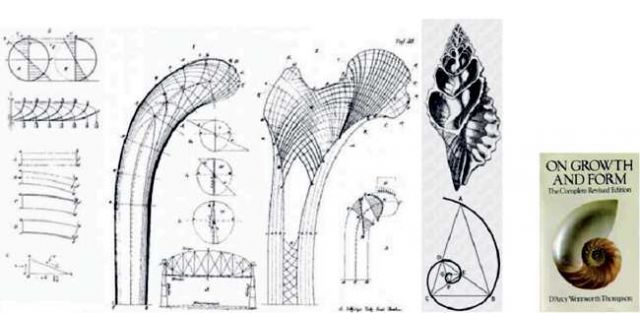 Fig. 36 - Above: D'Arcy Wentworth Thomas' inspiration toward structural design through femur bone joints and shells, from his 1917 treatise on natural structures in On Growth and Form.